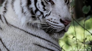 Harimau putih. Foto: Brightside