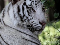 Unik dan Langka, Hewan dengan Warna Hitam Putih