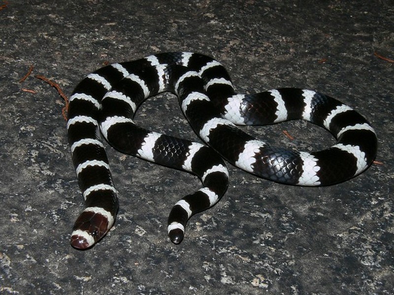 fotoinet hewan hitam putih
