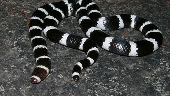 Awas tertipu, ini adalah ular dengan warna hitam putih dan beracun. Foto: Brightside