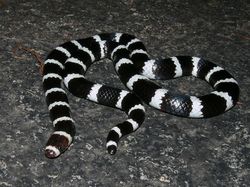 Unik dan Langka, Hewan dengan Warna Hitam Putih