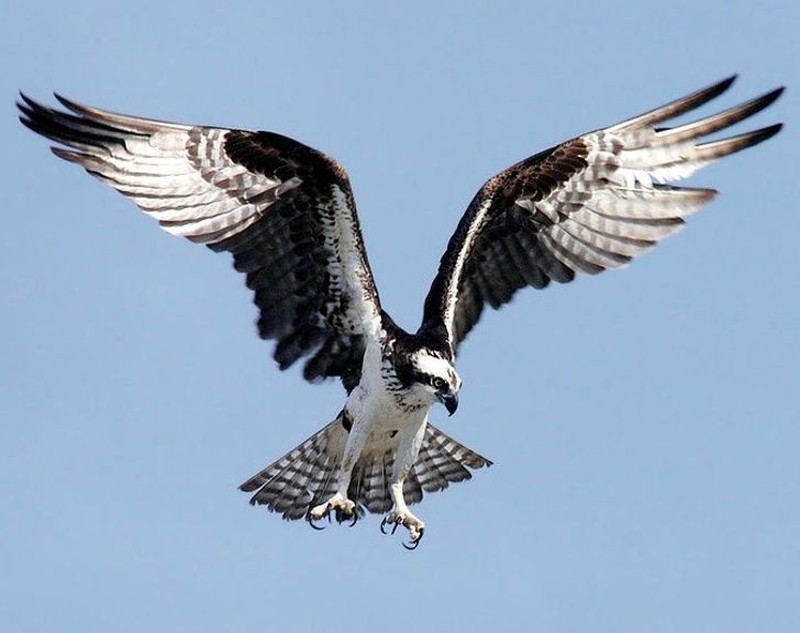 fotoinet hewan hitam putih