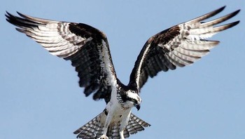 Burung elang tampak gagah dengan warna hitam putih. Foto: Brightside