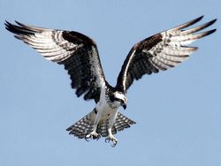 Unik dan Langka, Hewan dengan Warna Hitam Putih