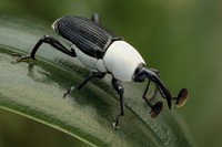 fotoinet hewan hitam putih