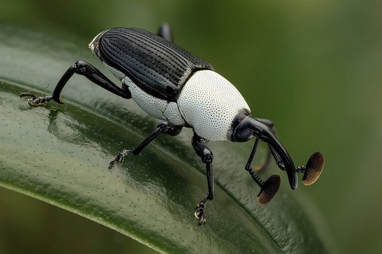 fotoinet hewan hitam putih fotoinet hewan hitam putih