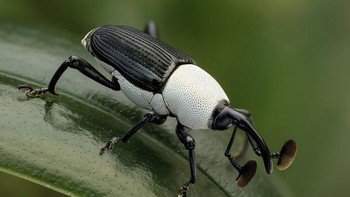 Kumbang dengan dua kombinasi warna hitam putih. Foto: Brightside