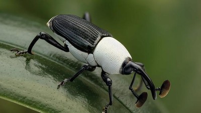 Unik dan Langka, Hewan dengan Warna Hitam Putih