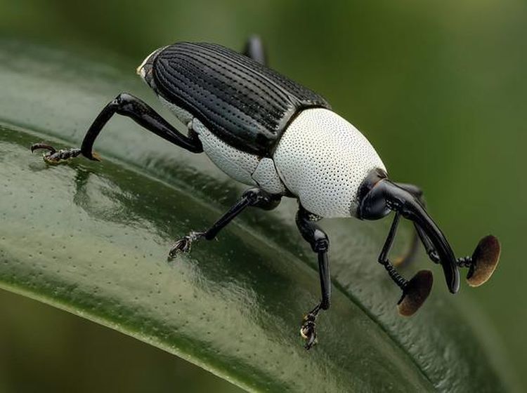 Unik dan Langka, Hewan dengan Warna Hitam Putih