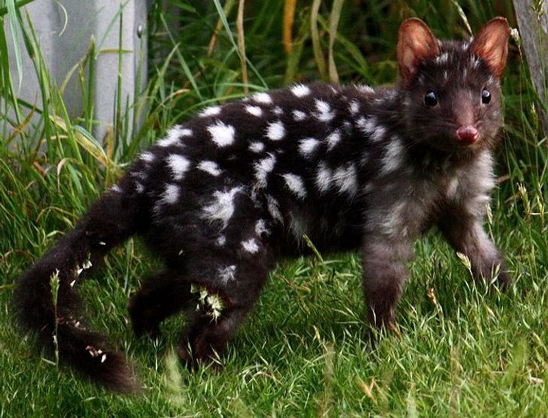 fotoinet hewan hitam putih