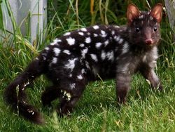 Unik dan Langka, Hewan dengan Warna Hitam Putih