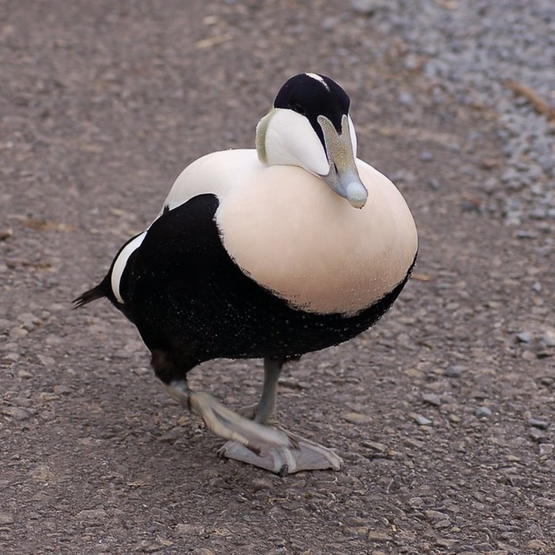 fotoinet hewan hitam putih