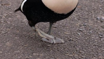 Burung eider hitam putih. Foto: Brightside