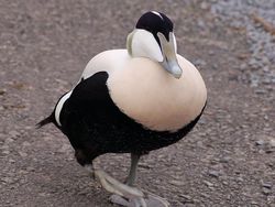 Unik dan Langka, Hewan dengan Warna Hitam Putih