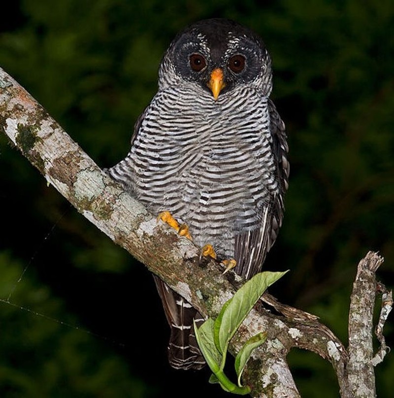 fotoinet hewan hitam putih