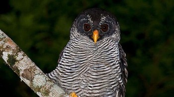 Burung hantu hitam putih. Foto: Brightside