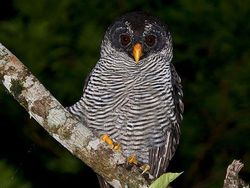 Unik dan Langka, Hewan dengan Warna Hitam Putih