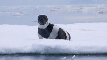 Anjing laut yang tampak menggemaskan. Foto: Brightside