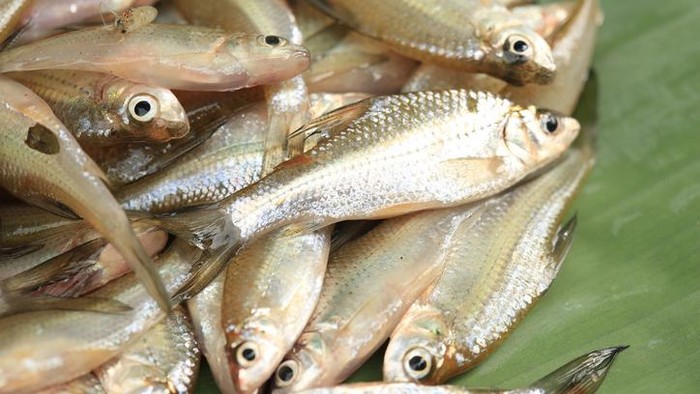 Ikan wader