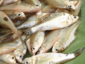 Ikan Wader Terancam Punah, Begini Saran Pakar UGM demi Kelestarian