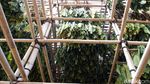 Jatuh Bangun Petani Tembakau, Terancam Harga Anjok-Merugi
