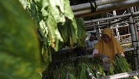 Para petani ini pun nekat memanen sendiri. Tembakau lalu dirajang dan dikeringkan setelah itu dikeringkan dan di simpan dalam keranjang yang sudah dilapisi pelepah batang pisang kering agar menjadi awet. Dalam kondisi tersebut, tembakau kering bisa bertahan hingga bertahun bertahun-tahun. Jika harga bagus, baru mereka menjualnya.