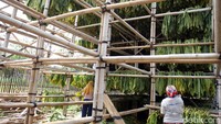 Tembakau varietas Jantur ini biasanya dibeli oleh sejumlah pabrik rokok yang berada di Kota Kudus Jawa Tengah dan Kediri Jawa Timur.  