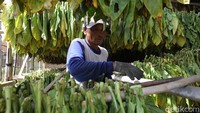 Petani menjemur tembakau varietas Jantur secara vertikal di bangunan rumah yang disebut gantangan di Klaten, Jawa Tengah, Selasa (29/9/2020). Tembakau varietas Jantur ini merupakan tembakau andalan produksi wilayah Klaten-Boyolali.