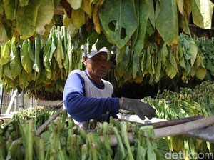 Kabar Revisi PP 109/2021 Mencuat, Komisi IV Minta Pemerintah Hati-hati