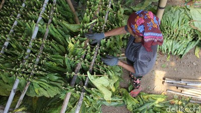 Jatuh Bangun Petani Tembakau, Terancam Harga Anjok-Merugi