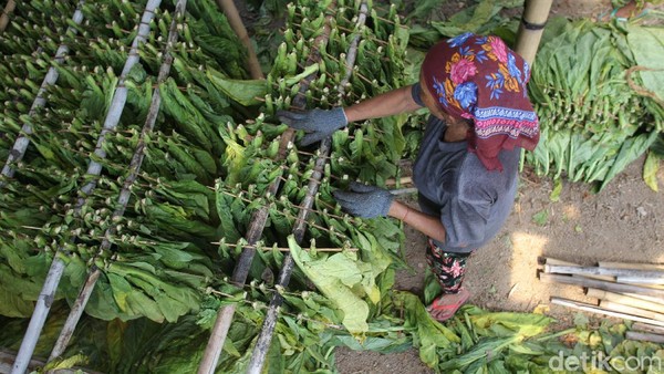 Jatuh Bangun Petani Tembakau, Terancam Harga Anjok-Merugi