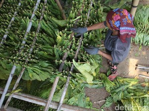 Petani Surati Jokowi Minta Cukai Rokok Tak Naik Tahun Depan