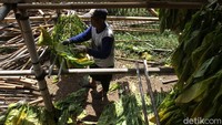 Mereka mengaku, padahal ditahun lalu, menjelang masa panen, para penebas sudah berdatangan langsung ke ladang untuk mengecek tanaman tembakau. Sekaligus menemui petani untuk menawar harganya. Sebagian petani yang memilih panen sendiri pun sudah mulai merajang tembakau hasil panen untuk dijemur.