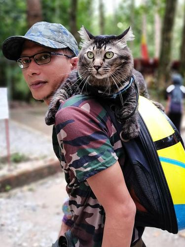 Aksi kucing jibek yang suka mendaki gunung