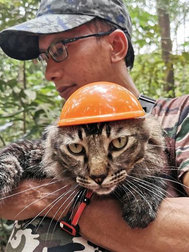 Aksi kucing jibek yang suka mendaki gunung