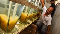 Selain itu, Kampung Patin juga merupakan contoh nyata keberhasilan pertanian ikan air tawar dari hulu hingga hilir. Sebabnya, warga berhasil menerapkan teknologi dan diversifikasi produk akhirnya.