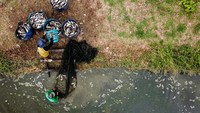Di sektor hulu, mereka membuat pakan sendiri, dan menerapkan pembuahan buatan dengan mengambil sperma dan telur dari induk ikan. Dengan begitu, tingkat keberhasilan pembuahan lebih tinggi ketimbang pembuahan alami. Telur yang sudah dibuahi ditempatkan di corong penetasan yang bisa menghasilkan hingga 2,8 juta larva patin dalam sebulan.