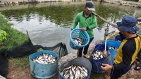 Dampak pandemi COVID-19 tidak mempengaruhi bisnis di sentra ikan patin tersebut, karena permintaan produk olahan berupa ikan asap relatif stabil.