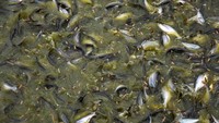 Di Kampung Patin ada slogan tiada rumah tanpa kolam ikan.