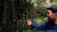 Taman Hutan Raya Pancoran Mas atau kerap disebut dengan Tahura Depok maupun cagar alam itu menyimpan beragam tanaman yang tumbuh di kawasan tersebut, mulai dari pohon aren hingga pohon rotan.