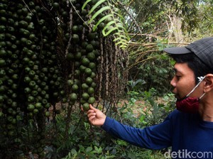 Cagar Alam Depok Direvitalisasi, Semoga Bukan Sekadar Taman Kota Biasa