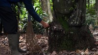 Tak jarang peneliti mendatangi kawasan tersebut untuk mempelajari beragam tanaman maupun hewan yang berada di kawasan tersebut.
