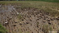 Diketahui, beternak bebek secara tradisional tersebut mampu menekan biaya produksi karena peternak tidak perlu menyediakan pakan, bebek-bebek pun mengonsumsi pakan alami.