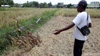 Selain itu, petani pun diuntungkan karena keberadaan bebek-bebek tersebut juga memakan hama pertanian seperti keong emas dan belalang.