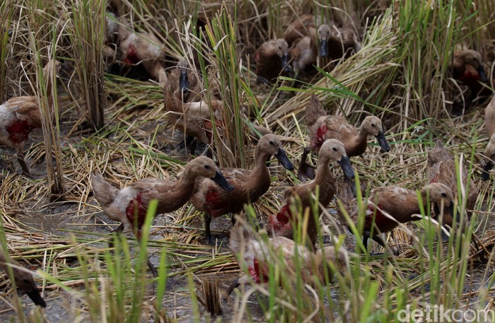 Beternak bebek secara tradisional kerap dilakukan warga di berbagai daerah Indonesia. Beternak bebek secara tradisional itu dianggap mampu tekan biaya produksi.