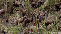 Ratusan bebek umur 2-3 bulan dilepas untuk makan di area persawahan yang sudah di panen