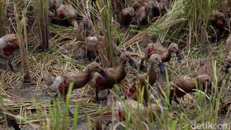 Tak Tanggung-tanggung, Maling di Bali Gondol 280 Ekor Bebek