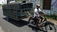 Penggembala bebek dengan kendaraan roda dua dengan tambahan kandang dibelakang mampu membawa 300 hingga 400 ekor bebek.