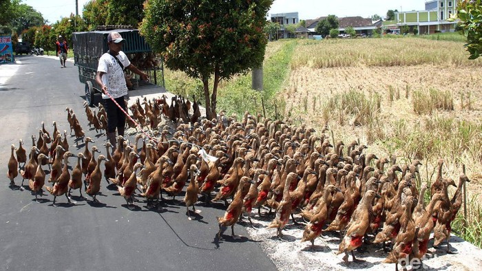 Beternak bebek secara tradisional kerap dilakukan warga di berbagai daerah Indonesia. Beternak bebek secara tradisional itu dianggap mampu tekan biaya produksi.