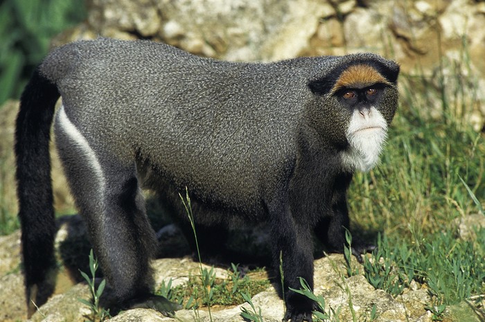 Monyet emas Uganda
